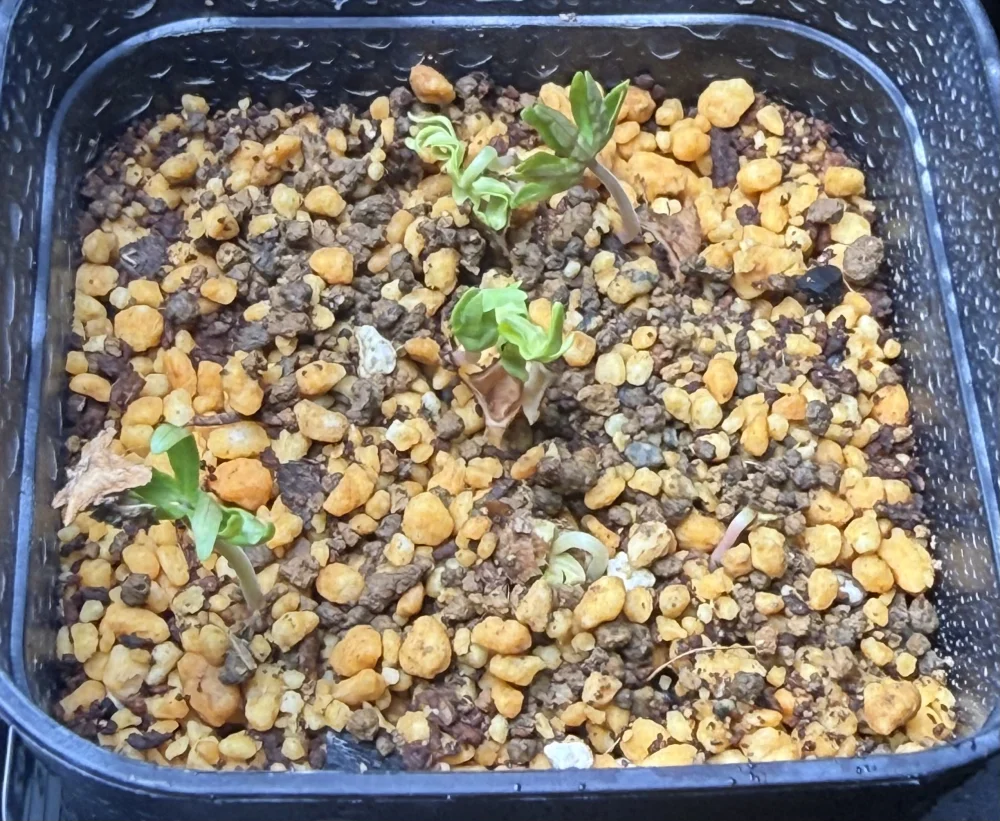 Boswellia neglecta (ボスウェリア ネグレクタ)
