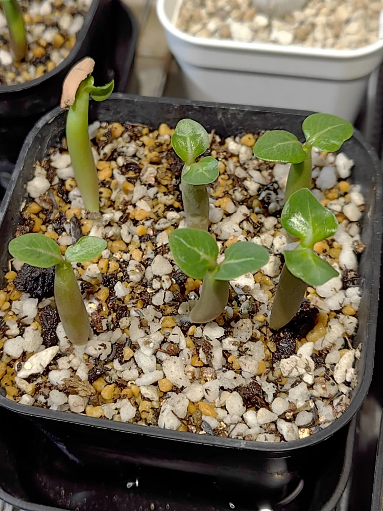 X SPR Adenium Soco black X SPR (アデニウム ソコ ブラック)