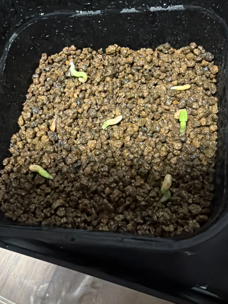 Pachypodium enigmaticum (パキポディウム エニグマチカム)