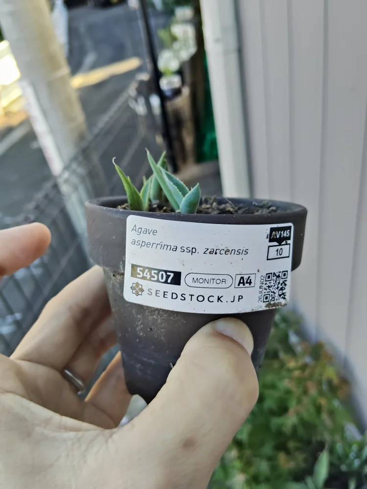 Agave asperrima ssp. zarcensis (アガベ アスペリーマ ザルセンシス)