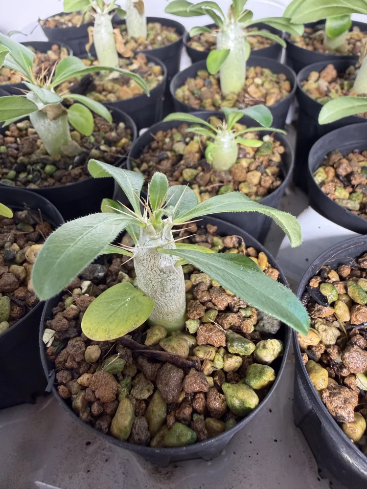 Pachypodium saundersii (パキポディウム サンデルシー)