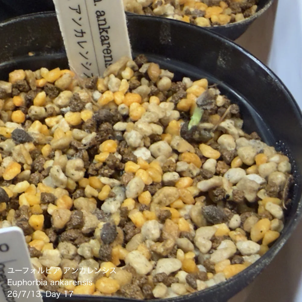 Euphorbia ankarensis (ユーフォルビア アンカレンシス)