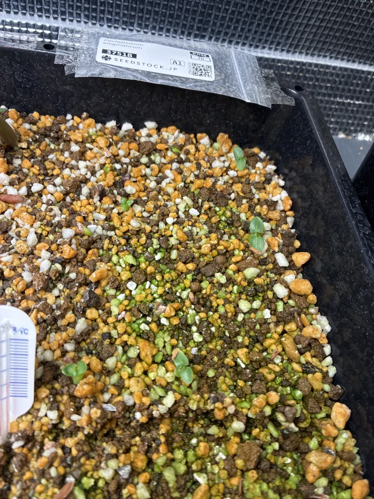 パキポディウム エニグマチカム Pachypodium enigmaticum｜希少品種 塊根植物 初心者OK 発芽しやすい