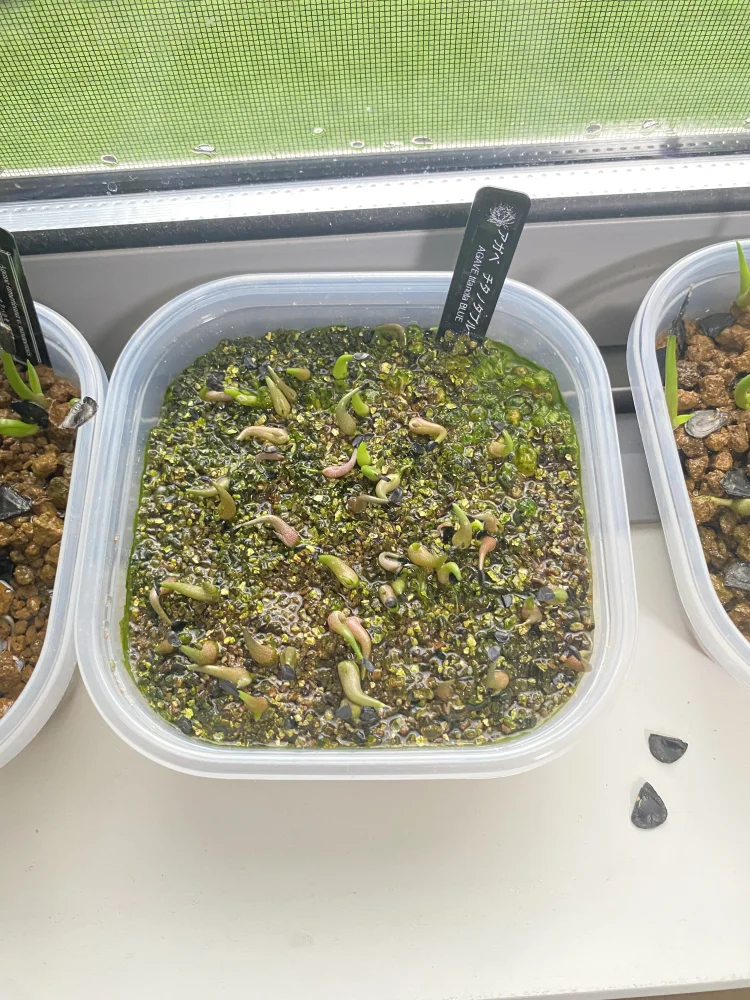 Agave titanota Blue Lot. (アガベ チタノタブルー)