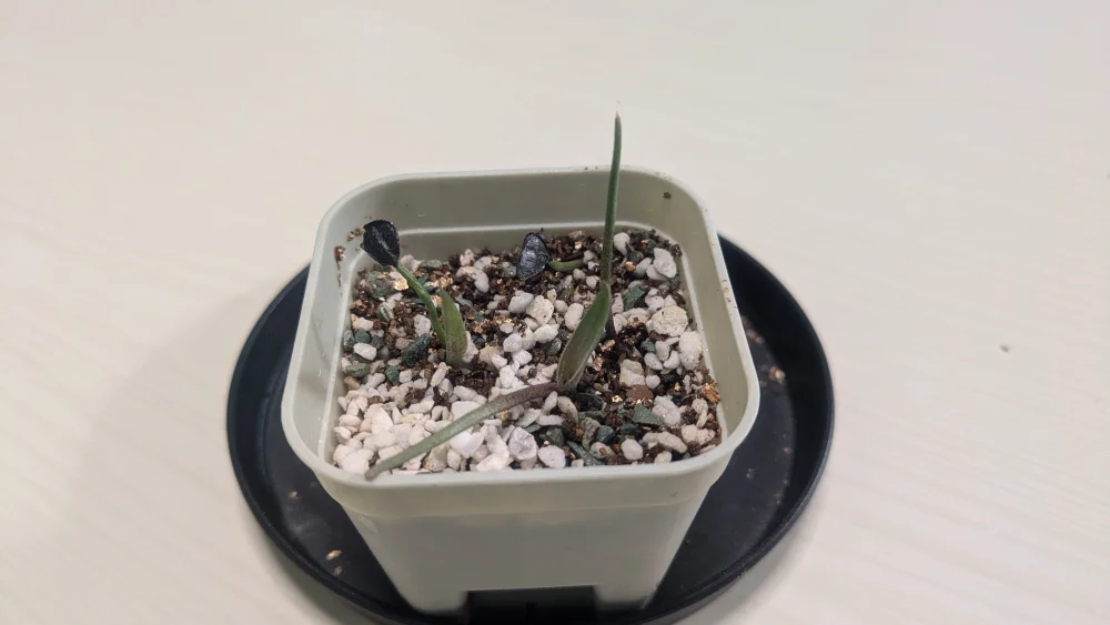 Agave ([プレゼント種子])