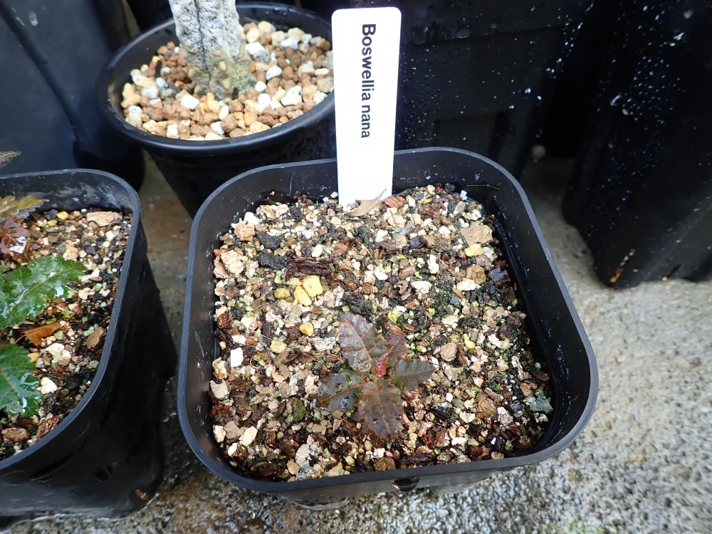 Boswellia nana (ボスウェリア ナナ)