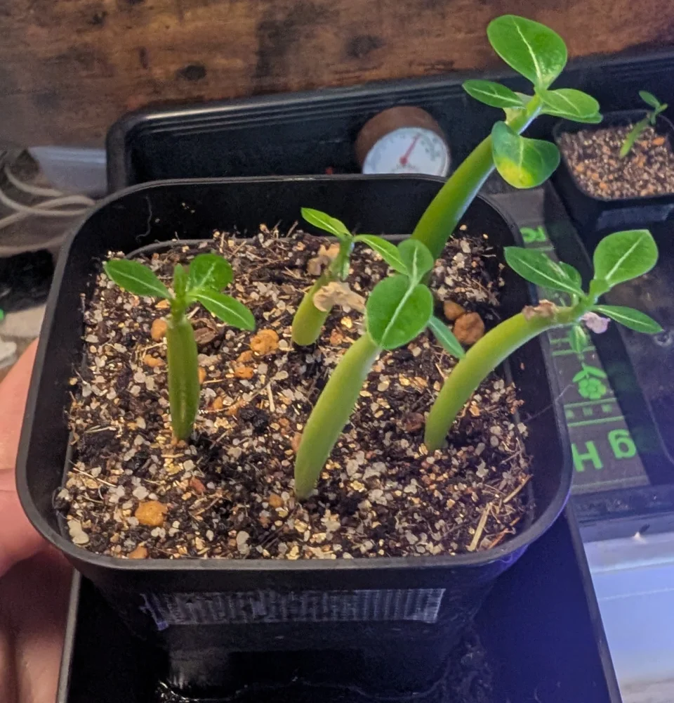 Adenium arabicum rachine (アデニウム アラビカム ラシニー)