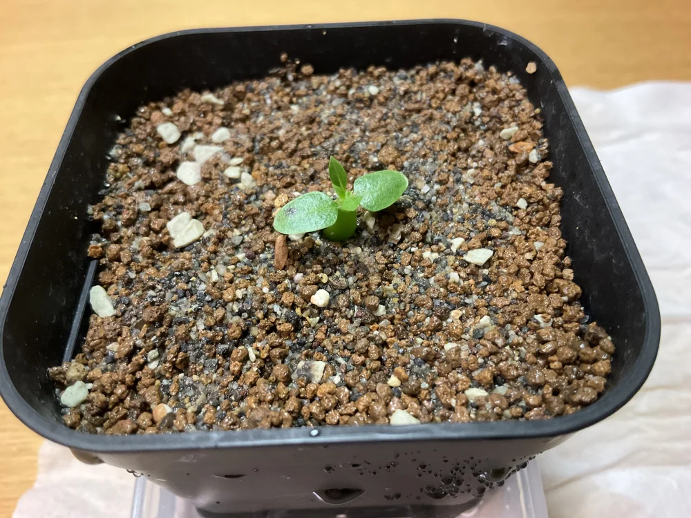 Pachypodium rosulatum var. makayense Lot. FREE ([2026/6/8ご注文分で終了｜プレゼント種子] パキポディウム マカイエンセ)