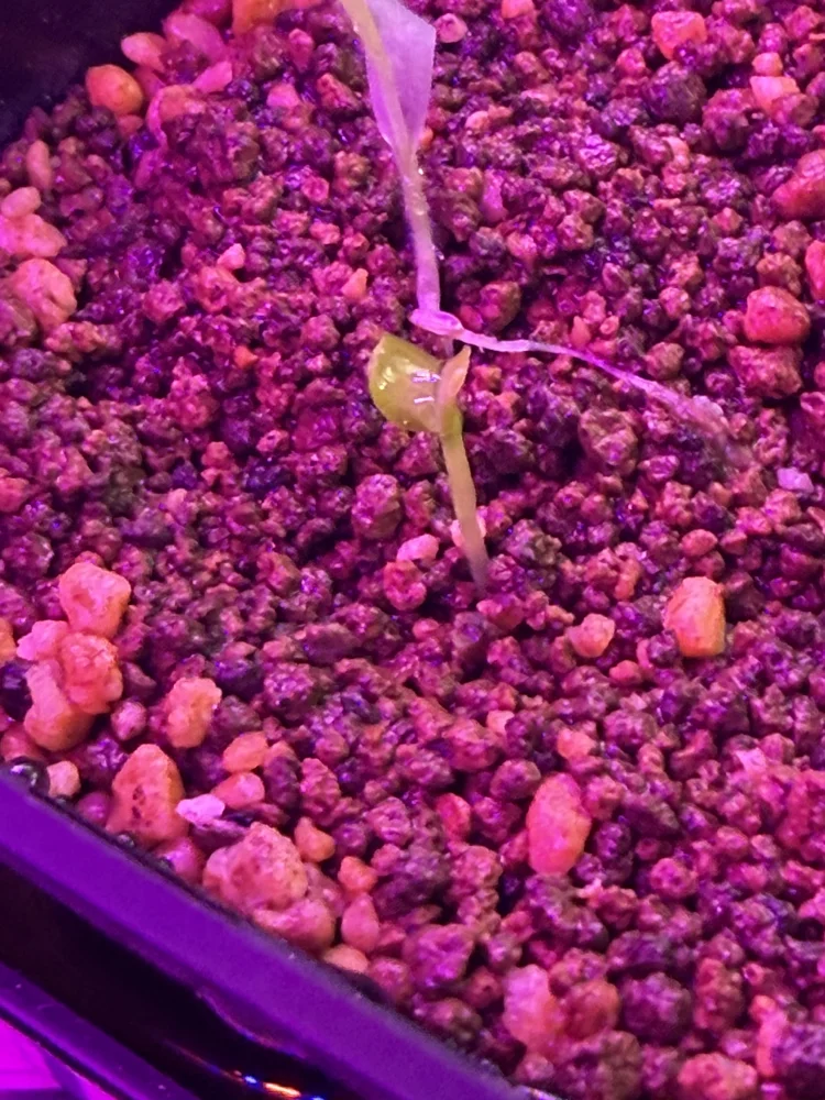 Dorstenia gigas (ドルステニア ギガス)