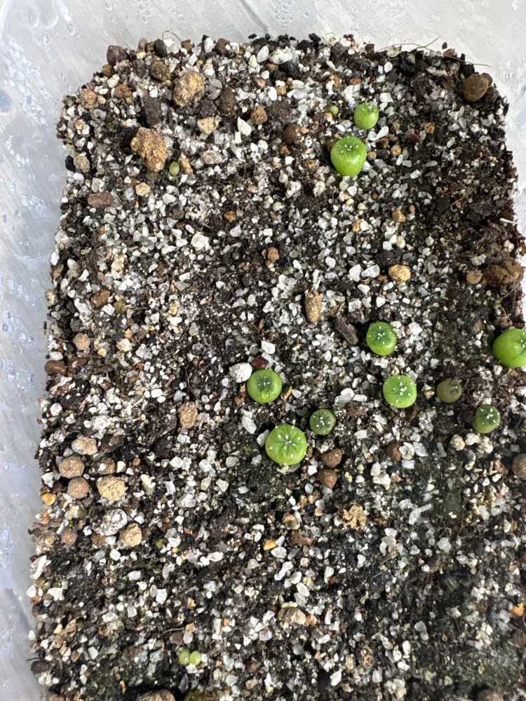 ３日ですぐ発芽