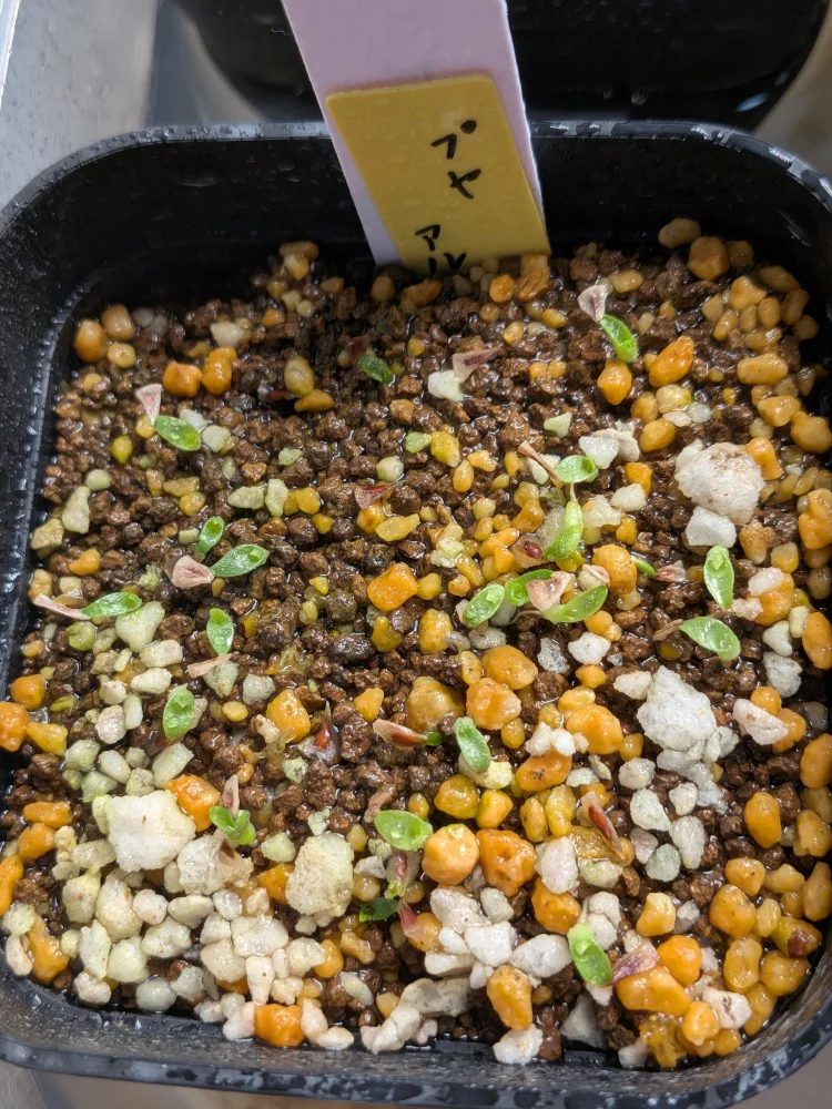 Puya alpestris (プヤ アルペストリス)