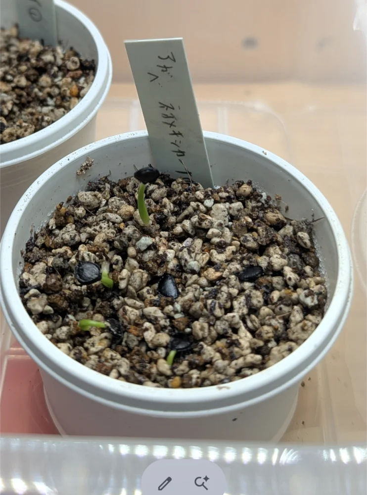 Agave parryi ssp. neomexicana (アガベ ネオメキシカーナ)