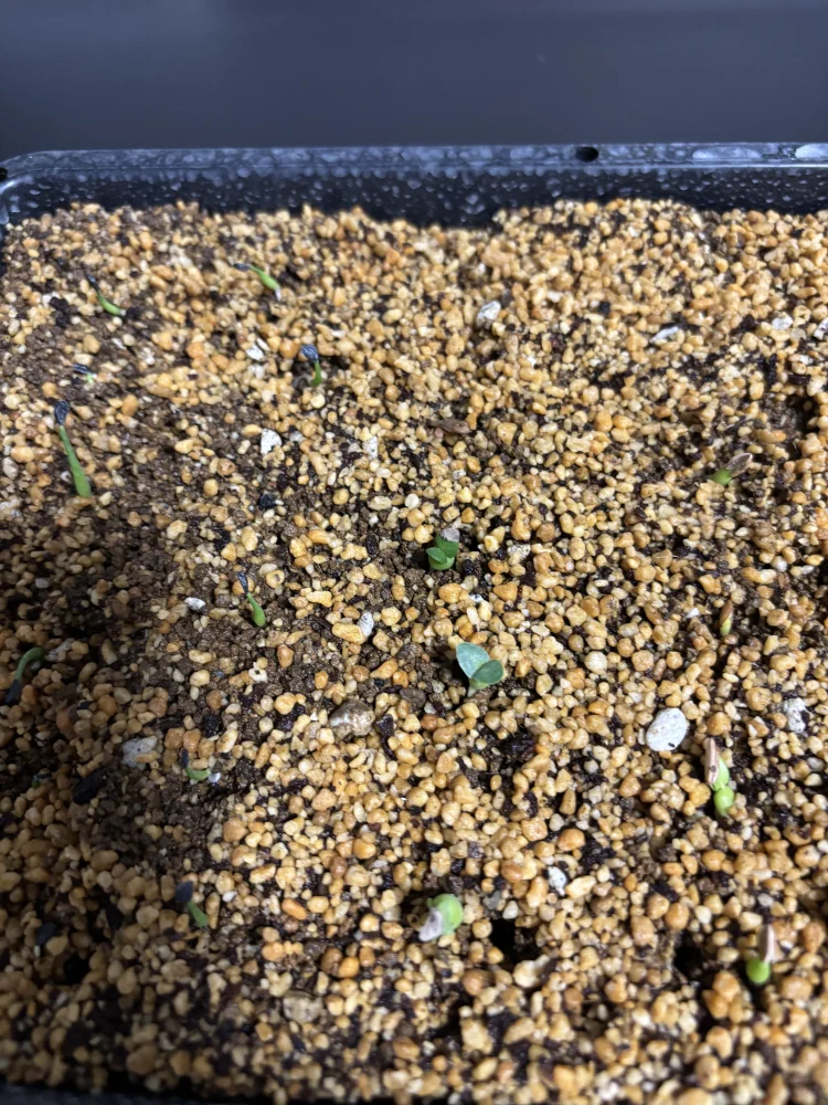 Pachypodium succulentum (パキポディウム サキュレンタム)