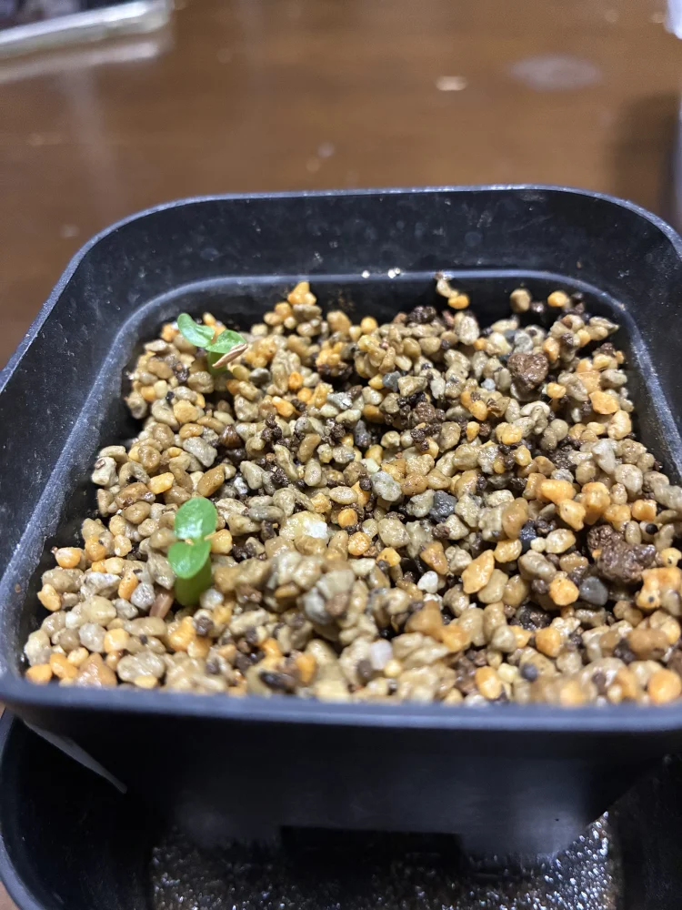 Pachypodium rosulatum var. inopinatum ([プレゼント種子 3月22日まで] パキポディウム イノピナツム)