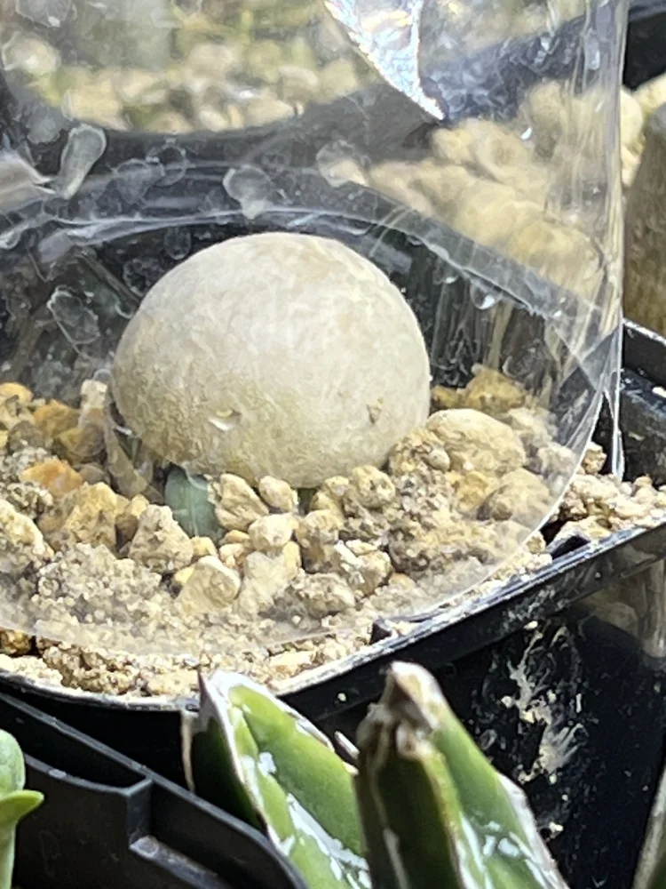 Cycas cairnsiana (サイカス カイルンシアナ)