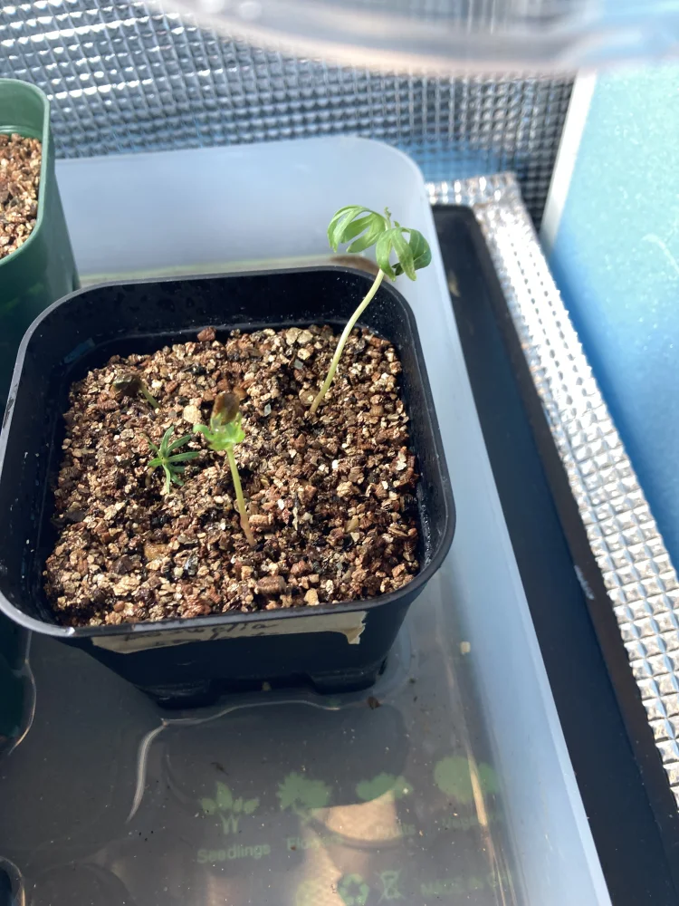 Boswellia neglecta (ボスウェリア ネグレクタ)
