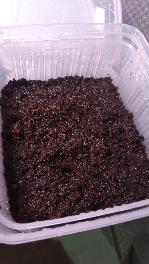 Platycerium willinckii roll ([種子/胞子] ビカクシダ ウィリンキー ロール)