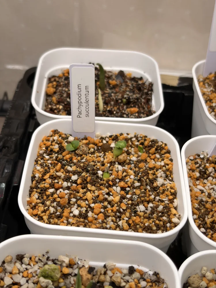 Pachypodium succulentum (パキポディウム サキュレンタム)