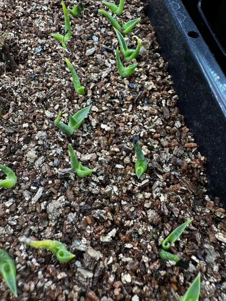 Agave utahensis var. eborispina (アガベ エボリスピナ)