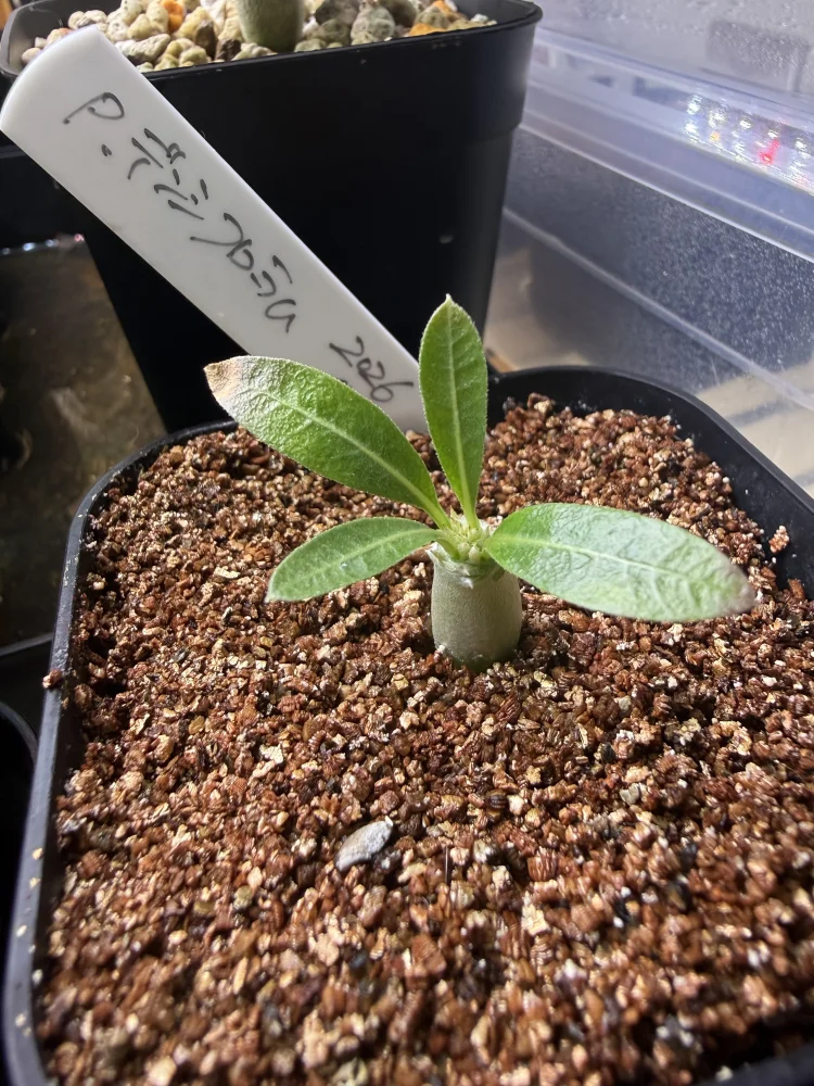 Pachypodium densiflorum var. densiflorum (パキポディウム デンシフローラム)