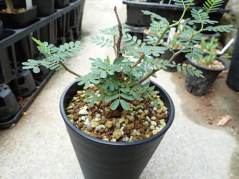 Senna meridionalis (センナ メリディオナリス)