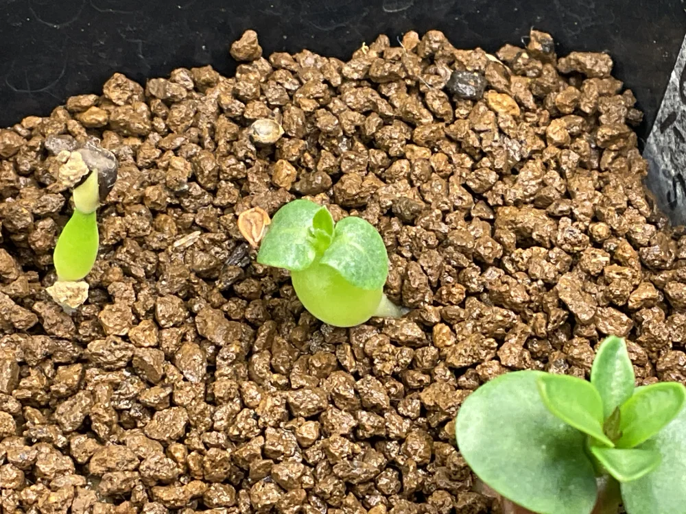 Pachypodium bispinosum (パキポディウム ビスピノーサム)