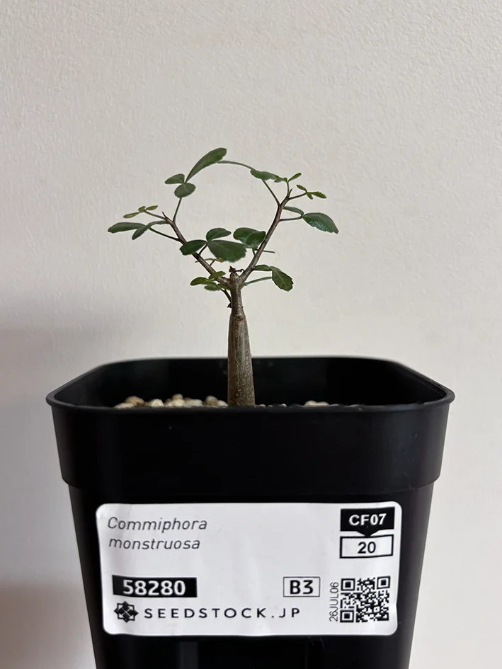 Commiphora monstruosa (コミフォラ モンストローサ)