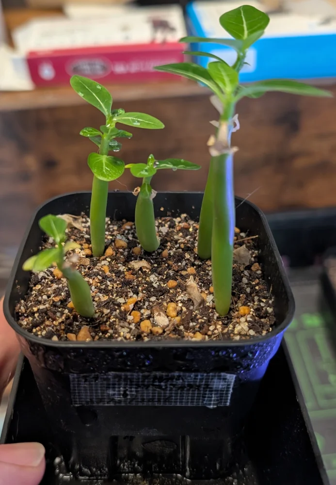 Adenium arabicum Black Kalamae (アデニウム ブラックカラマエ)