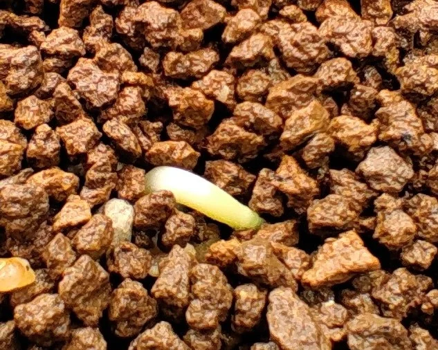 Moringa oleifera (モリンガ オレイフェラ)