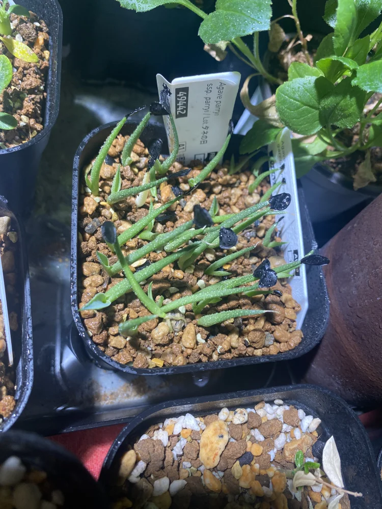 Agave parryi ssp. parryi ([少量追加:タネの日プレゼント] アガベ パリー)