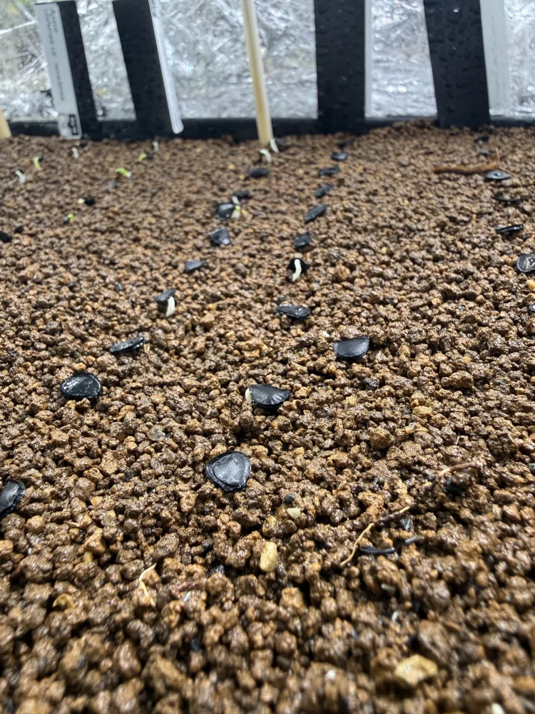 Agave parryi ssp. parryi ([少量追加:タネの日プレゼント] アガベ パリー)