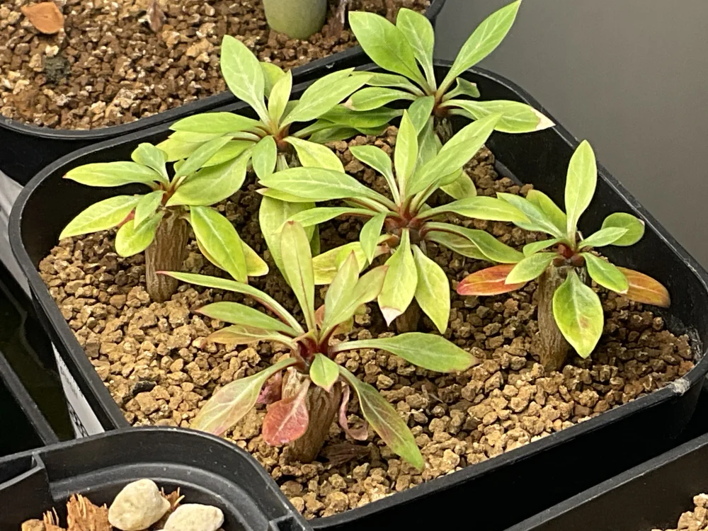 Fouquieria purpusii (フォークイエリア プルプシー)