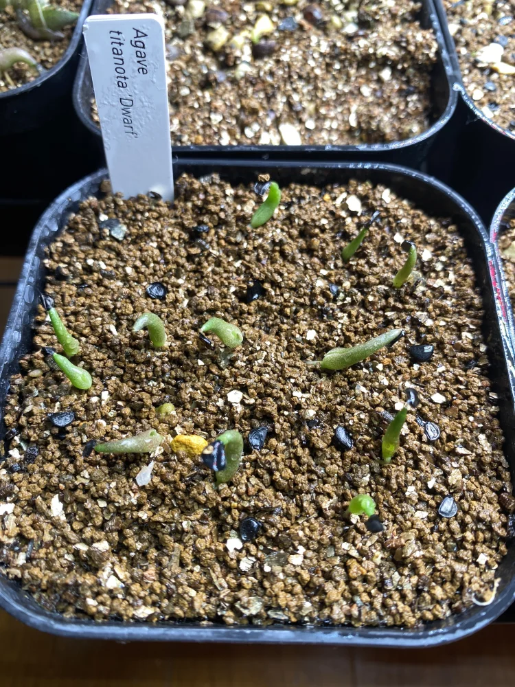 Agave titanota (アガベ チタノタ ドワーフ)