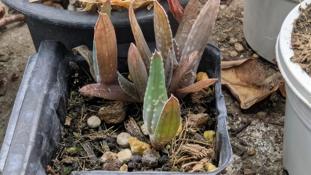 Aloe chabaudii (アロエ チャバウディー)