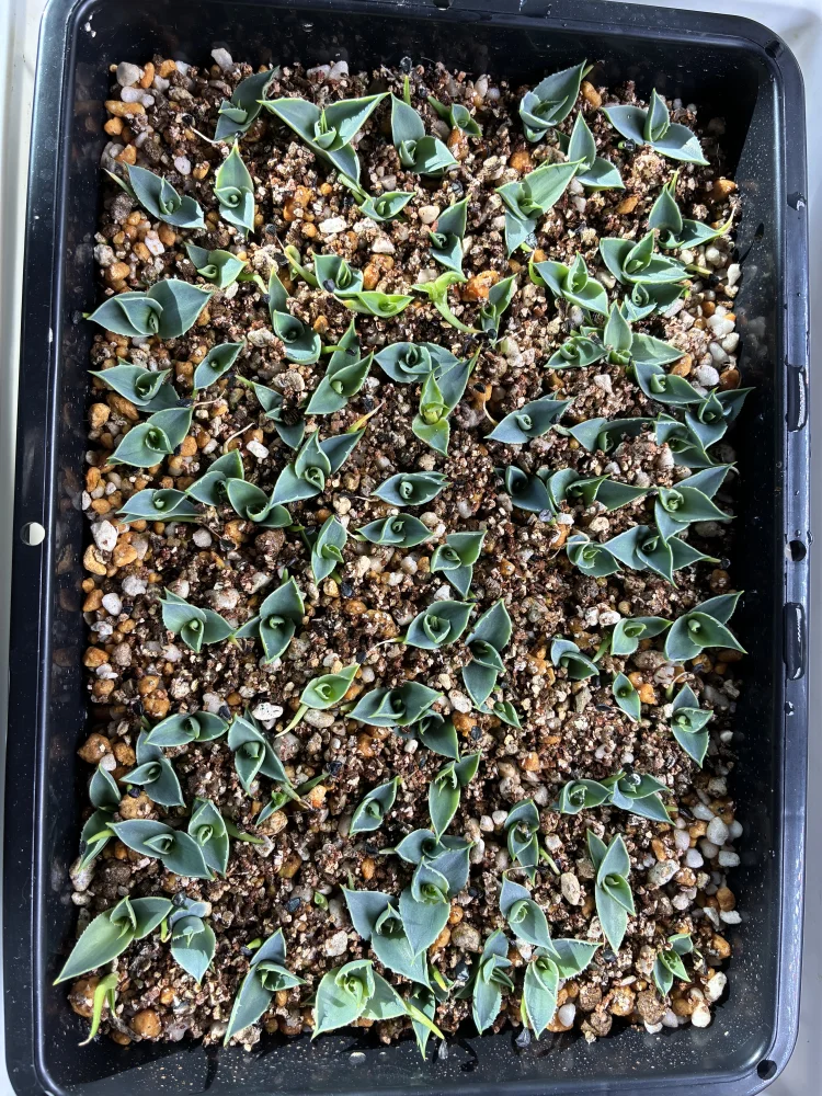 Agave utahensis var. eborispina (アガベ エボリスピナ)
