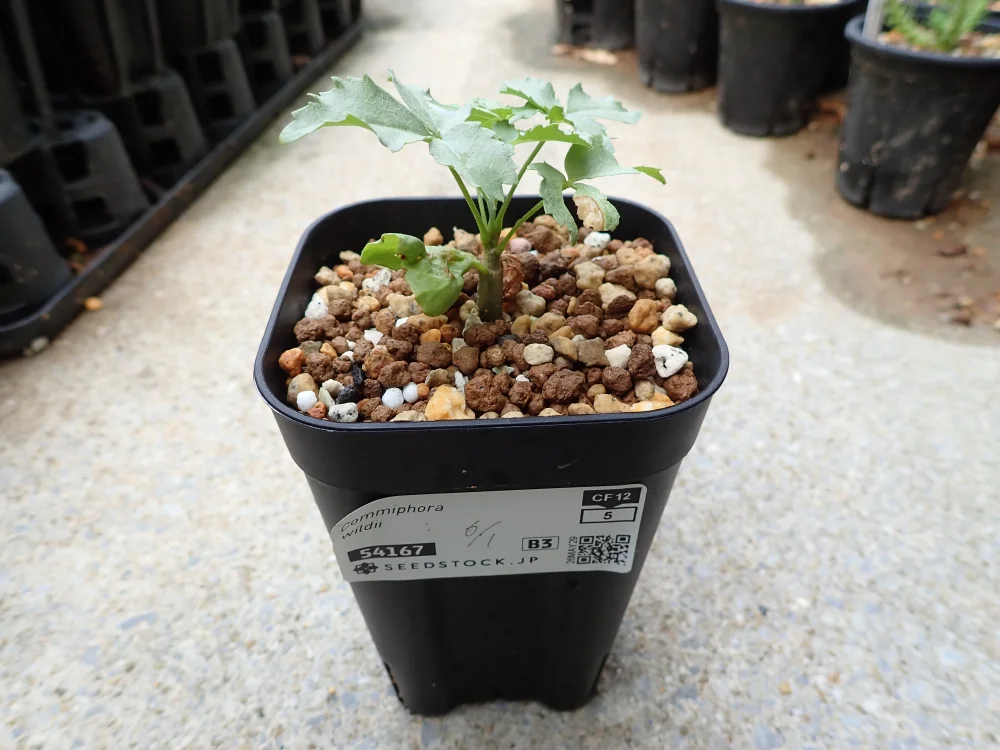 Commiphora wildii (コミフォラ ワイルディ)