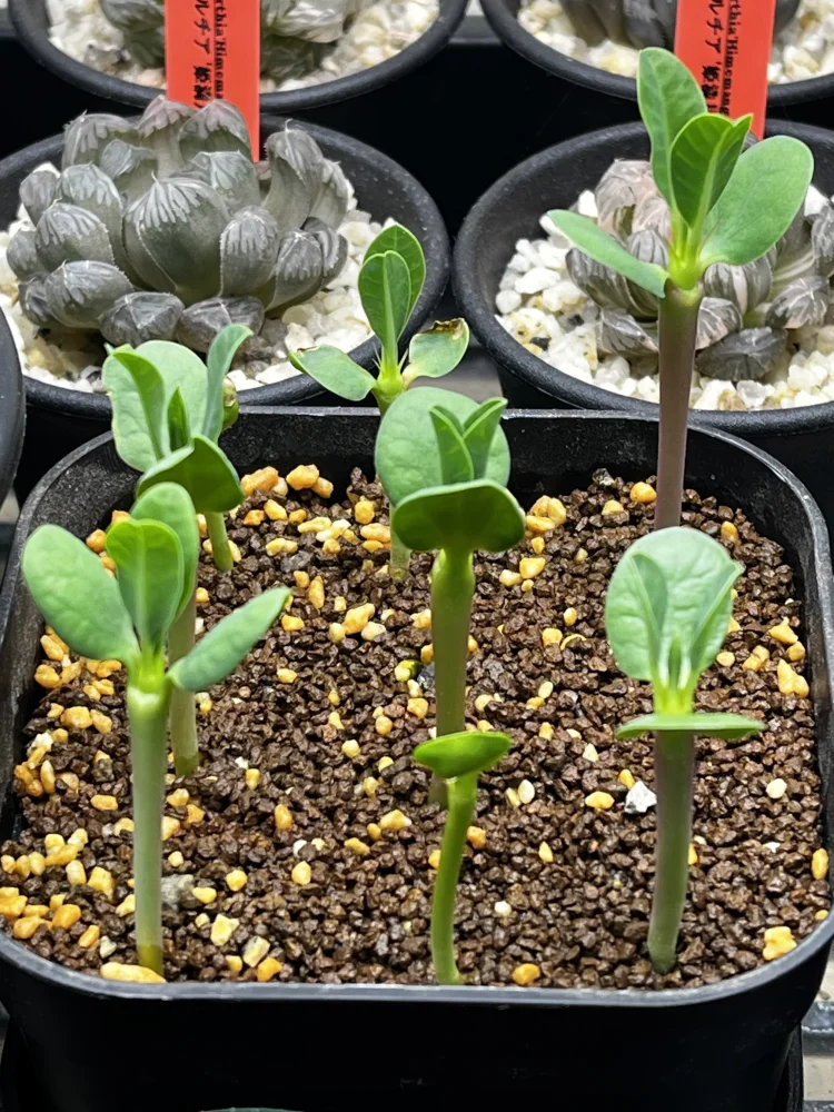 Euphorbia guillauminiana (ユーフォルビア ギラウミニアナ)