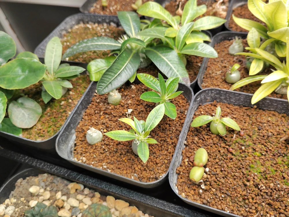 Pachypodium rosulatum var. makayense Lot. FREE ([2026/6/8ご注文分で終了｜プレゼント種子] パキポディウム マカイエンセ)