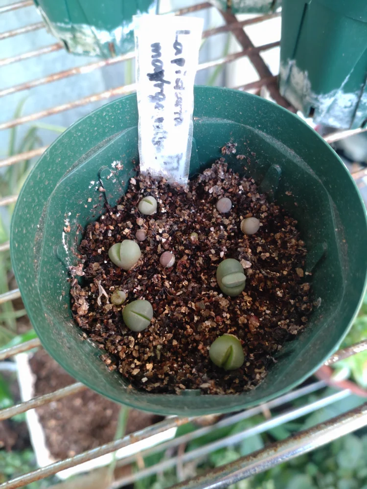 Lapidaria margaretae (ラピダリア マーガレッティ 魔玉)