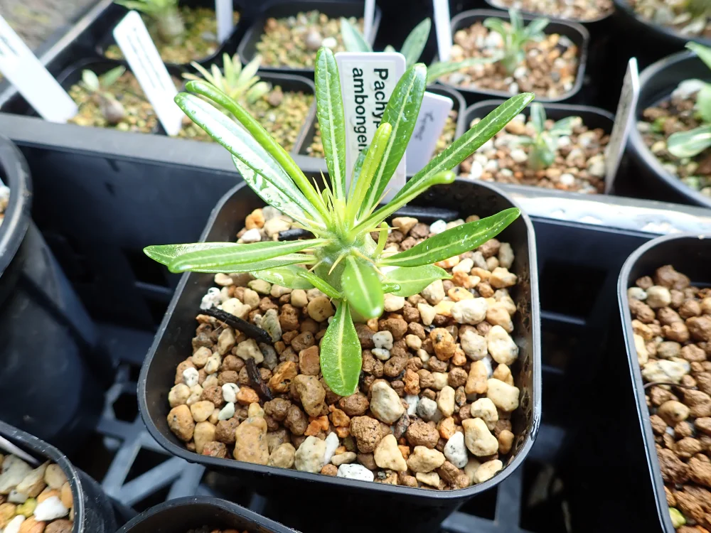 種子] パキポディウム アンボンゲンセ Pachypodium ambongense | 塊根