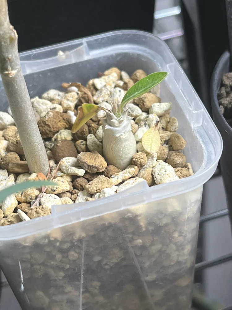 種子] パキポディウム ホロンベンセ Pachypodium horombense | 塊根