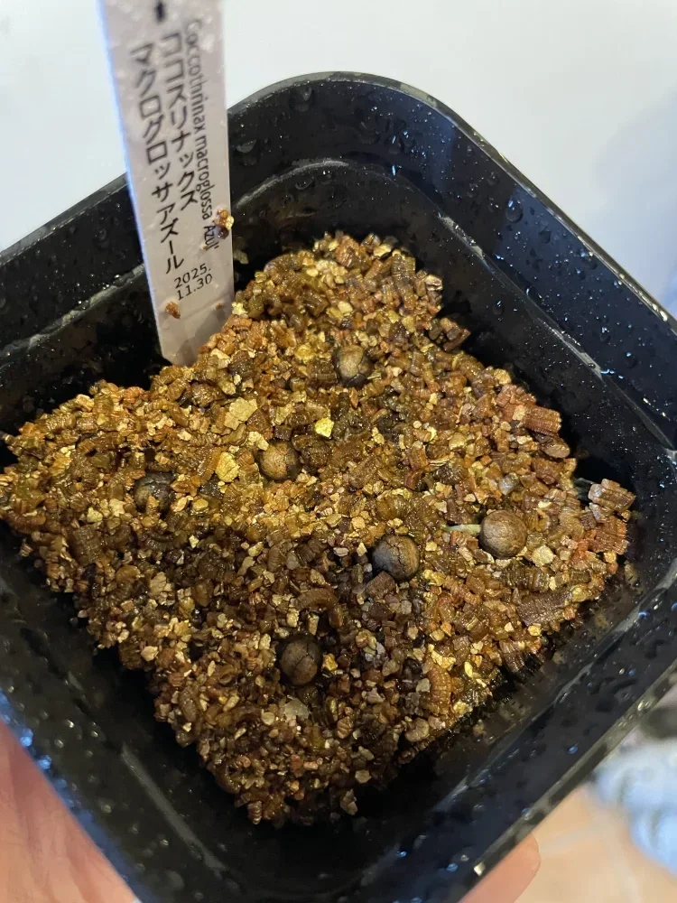 Coccothrinax macroglossa (ココスリナックス マクログロッサアズール)
