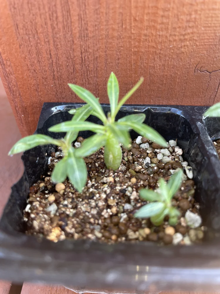 Pachypodium horombense (パキポディウム ホロンベンセ)
