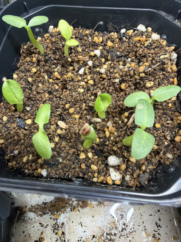Pachypodium rosulatum var. gracilius Lot. (パキポディウム グラキリス)