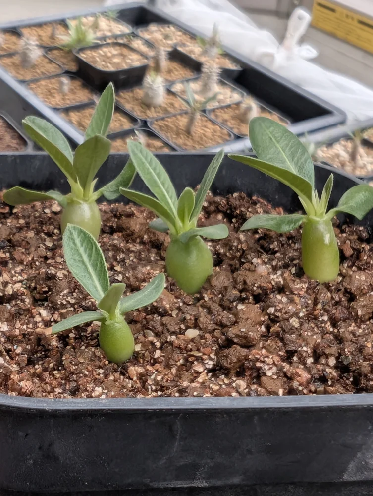 発芽報告タイムライン｜SEEDSTOCK