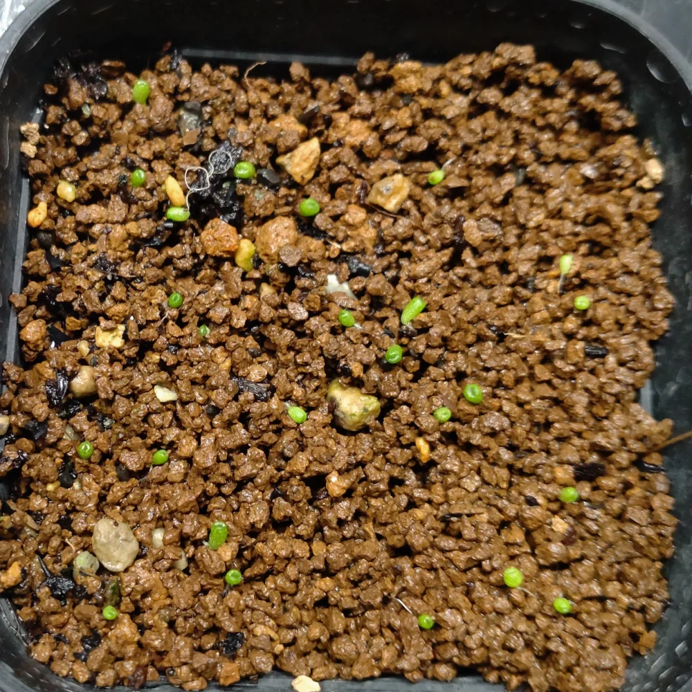 Conophytum verrucosum (コノフィツム ベルコーサム)