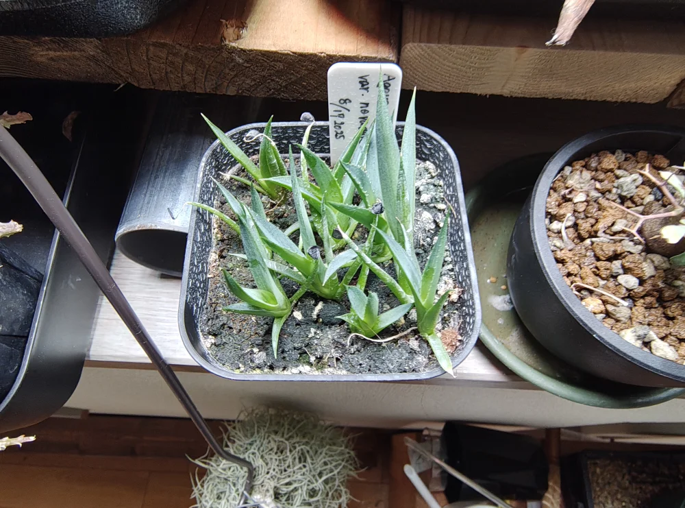 Agave utahensis v. nevadensis Compacta (アガベ ネバデンシス コンパクタ)