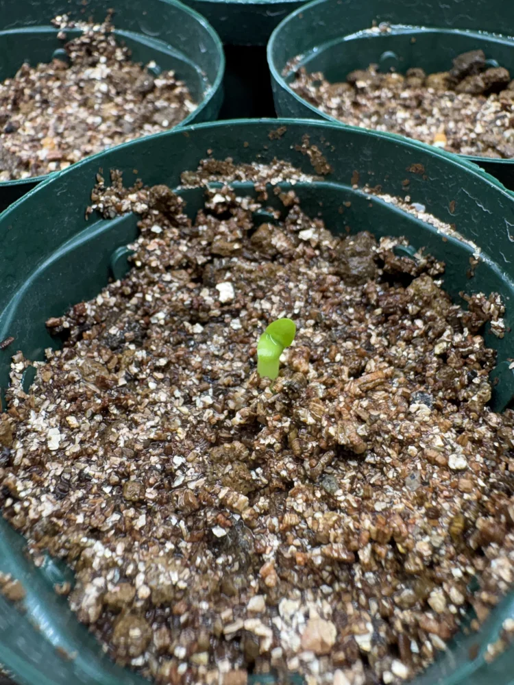 Pachypodium rosulatum ssp. makayense (パキポディウム マカイエンセ)
