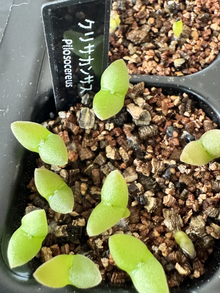 Pilosocereus chrysacanthus (ピロソケレウス クリサカンサス)