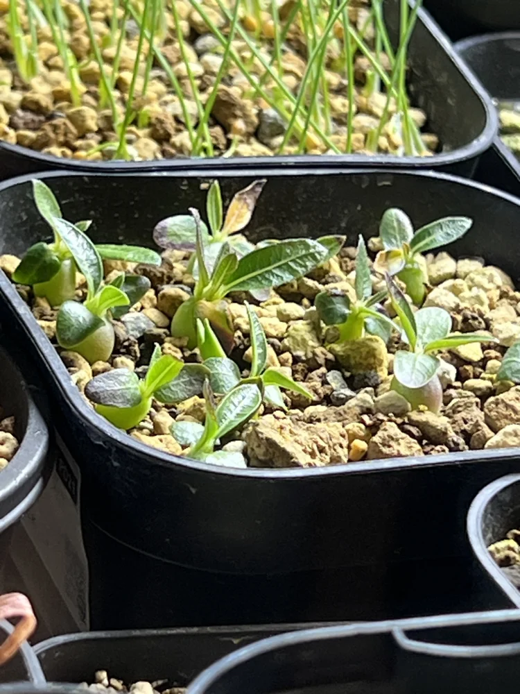 Pachypodium rosulatum ssp. makayense (パキポディウム マカイエンセ)